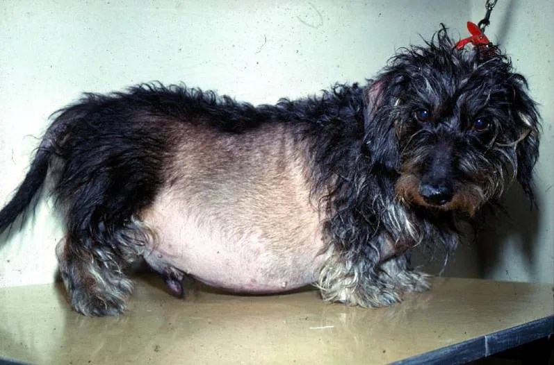 Sindrome di Cushing nel cane. Si può guarire? Amica Veterinaria