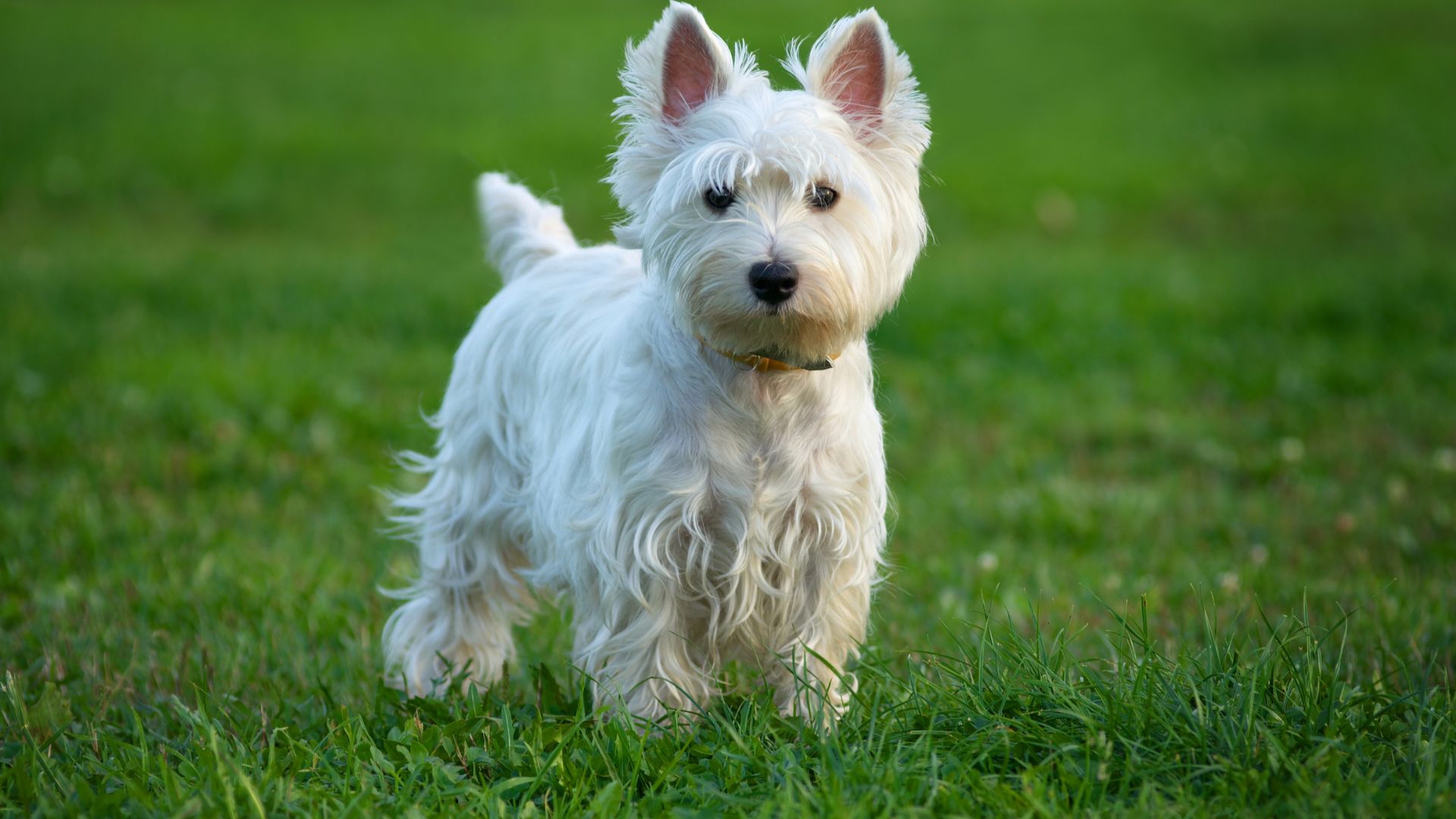 West Highland White Terrier o semplicemente Westie Amica Veterinaria