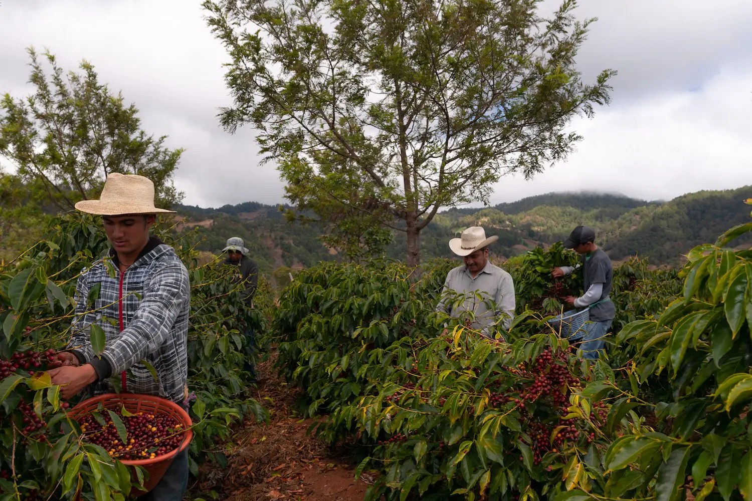 Discover the eight coffee growing regions of Guatemala