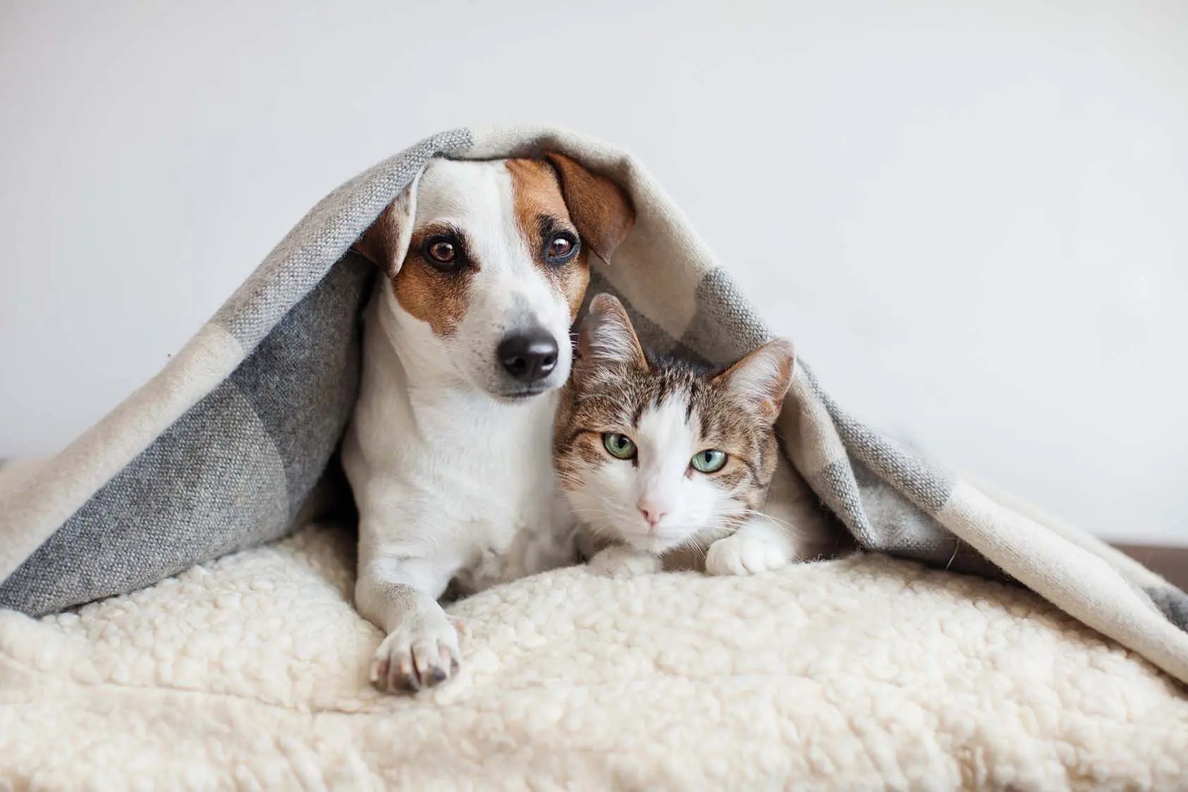Cani e gatti il cinquanta percento dorme nel letto con il