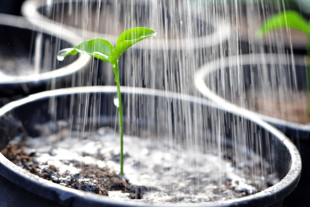 The Best Gardening Tips For New Gardeners Amico
