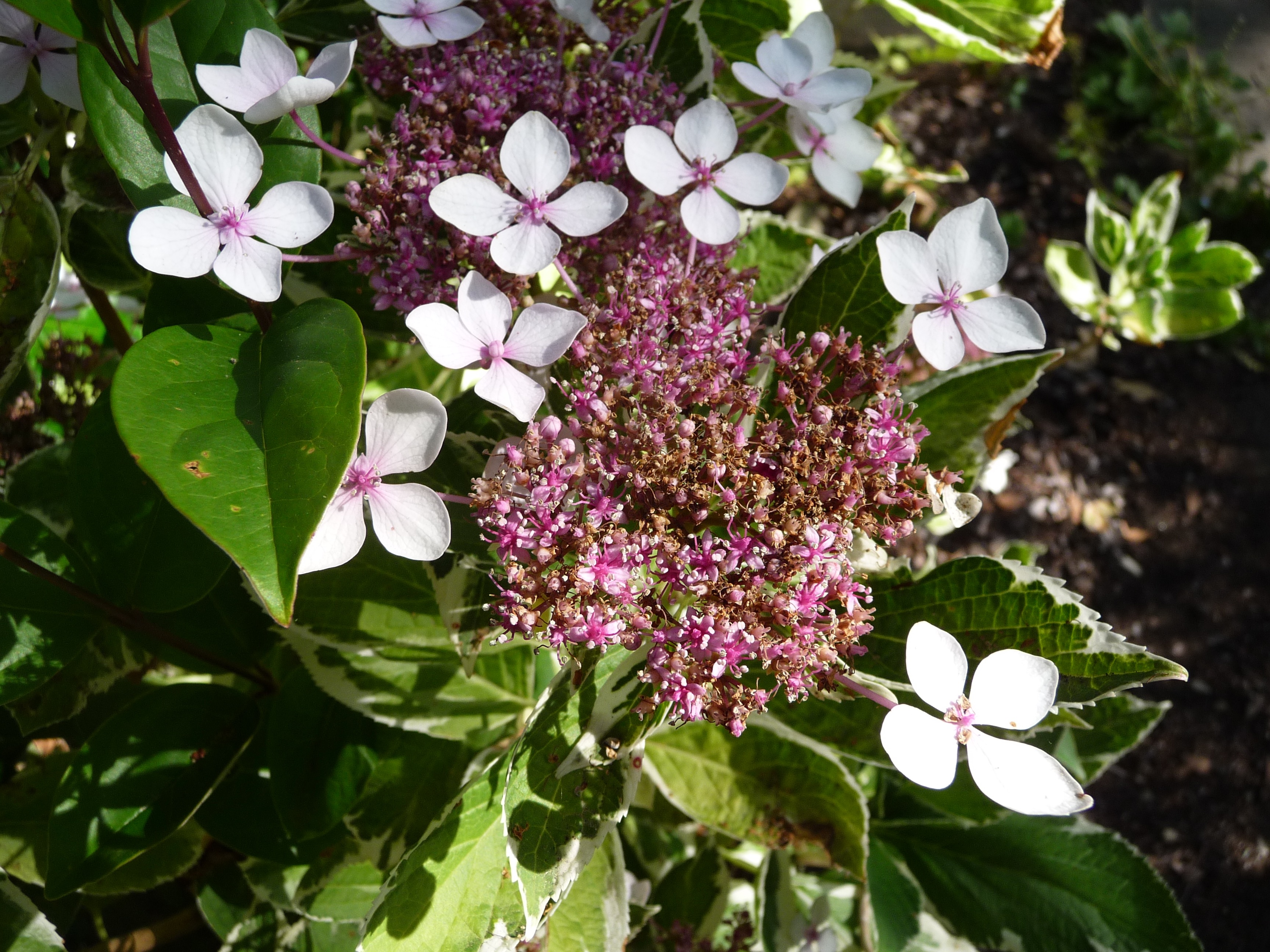In Northern California, It’s Hydrangea O’Clock Privilege