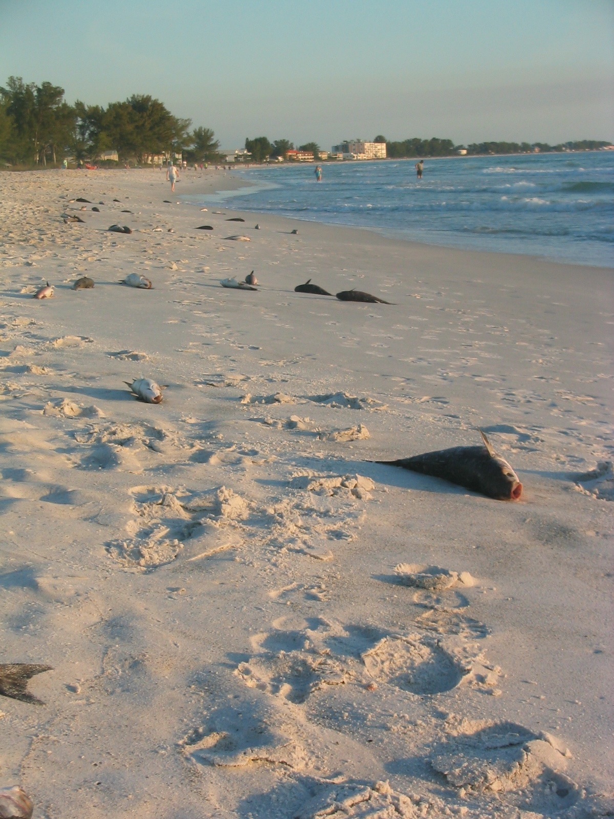 Karenia Brevis Anna Maria Island Living