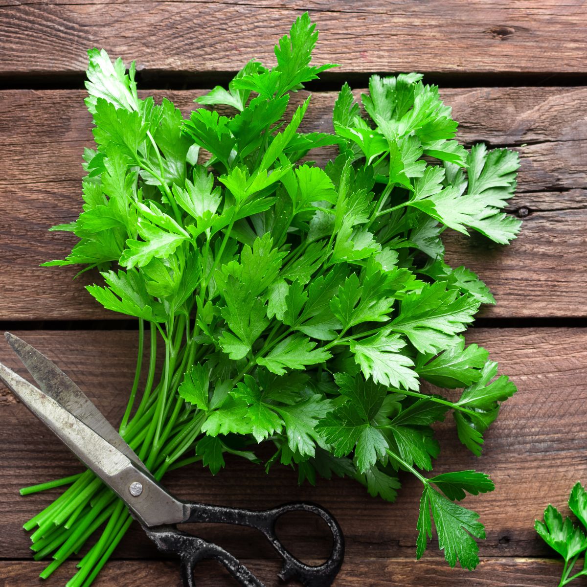 How to Store Parsley Amira's Pantry