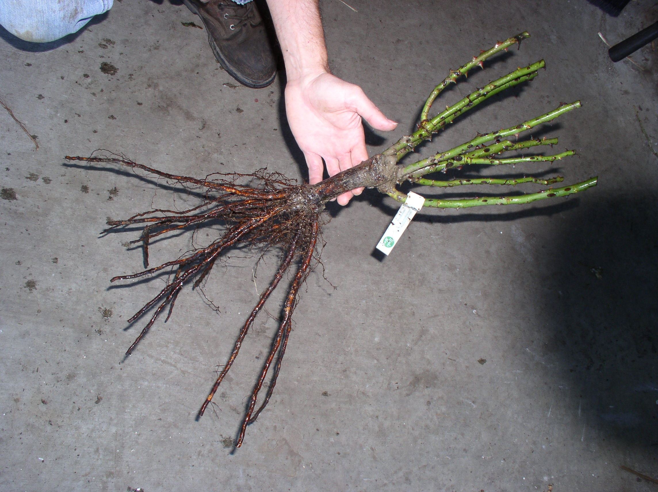 Our Reputation Amity Rose Plants & Mail Order Garden Nursery Own Root