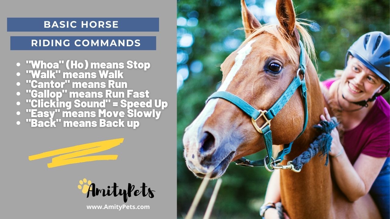 Are Horses Smart? [horse facts] Amity Pets