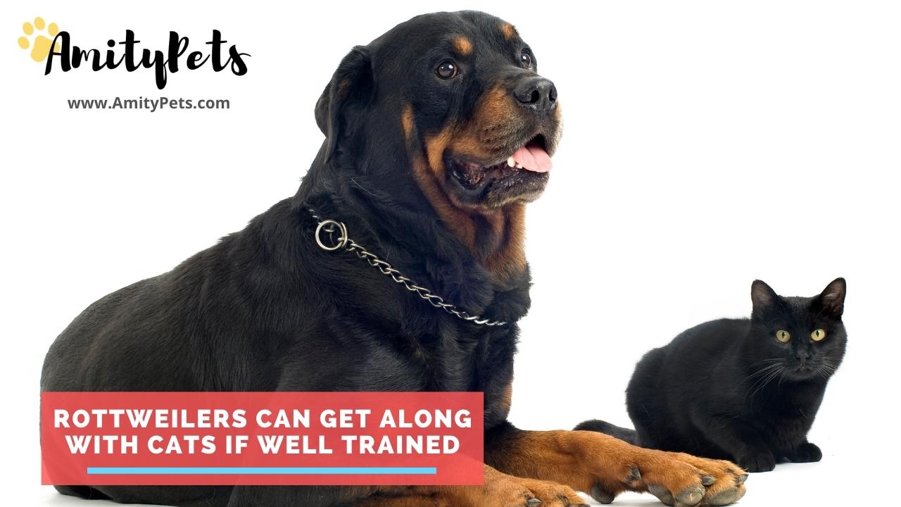 Are Rottweilers Good With Kids? [Rottweiler characteristics] Amity Pets