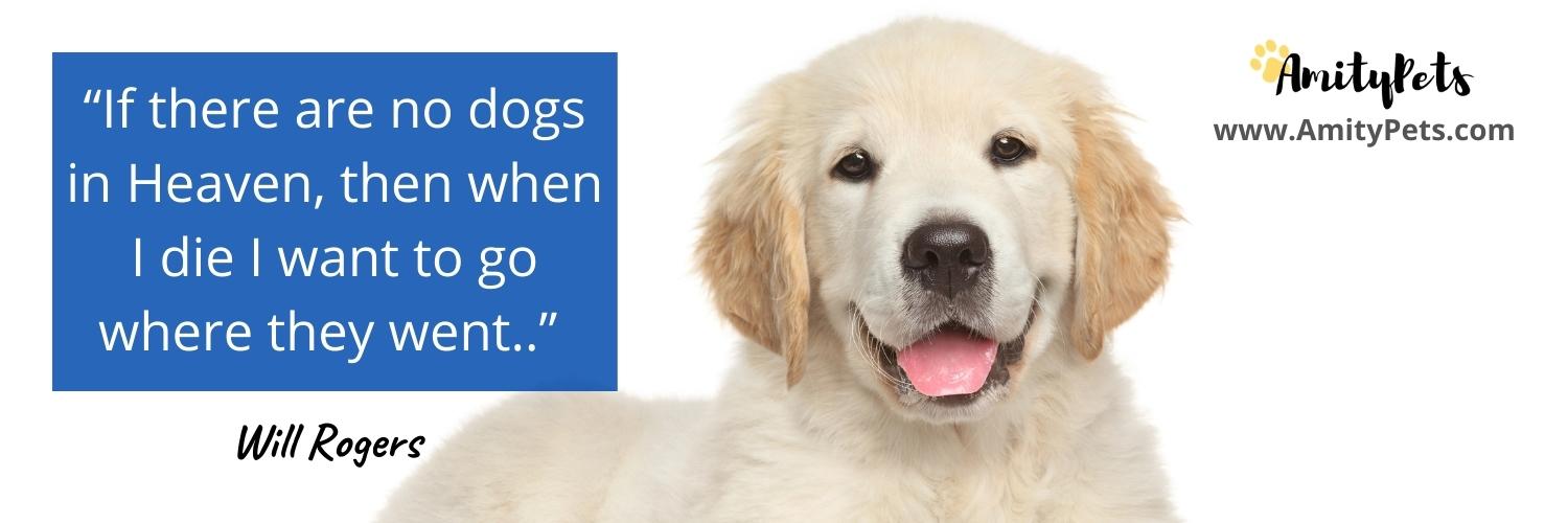 Dog Years Calculator [dog years to human years] Amity Pets