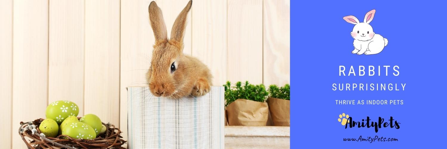 Are Rabbits Good Pets? [pet rabbits pros and cons] Amity Pets