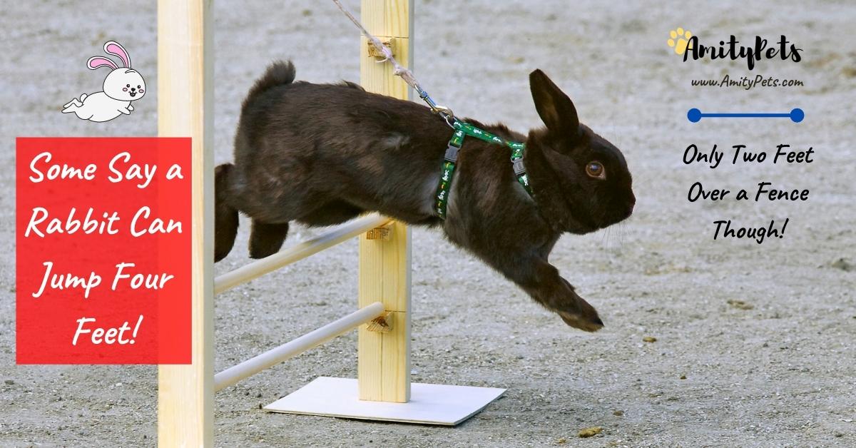 Are Rabbits Good Pets? [pet rabbits pros and cons] Amity Pets