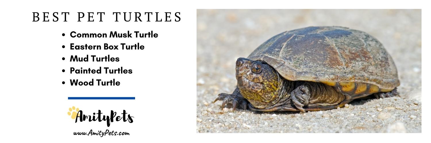 Do Turtles Make Good Pets? [best types of turtles for pets] Amity Pets