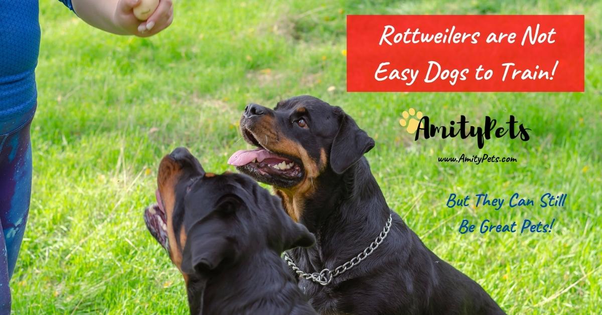 Rottweiler Male vs Female [which one is a better pet] Amity Pets