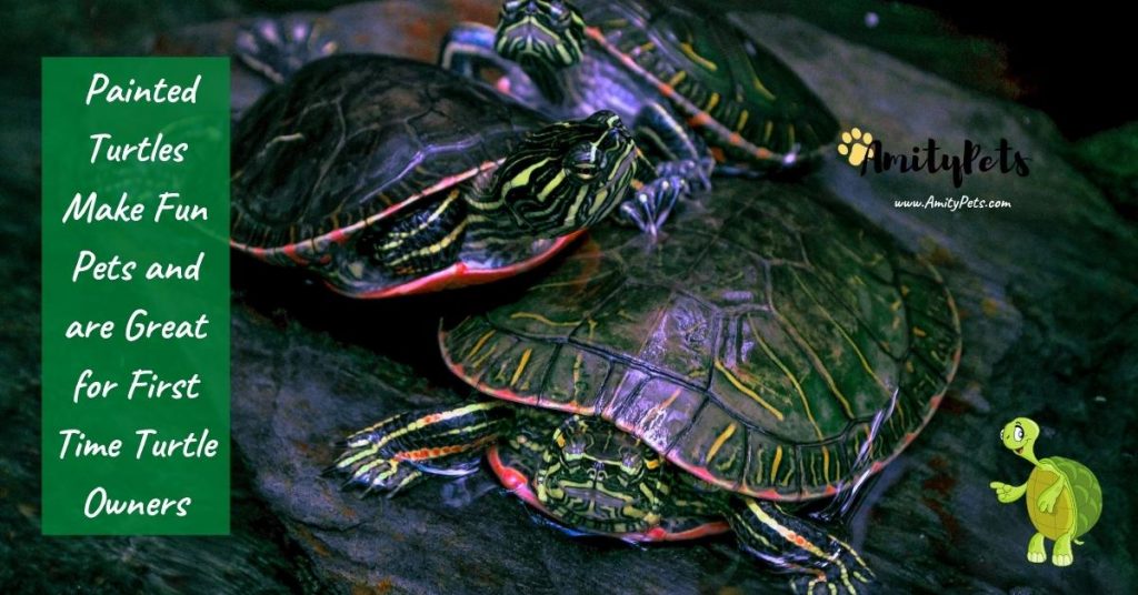 Do Turtles Make Good Pets? [best types of turtles for pets] Amity Pets