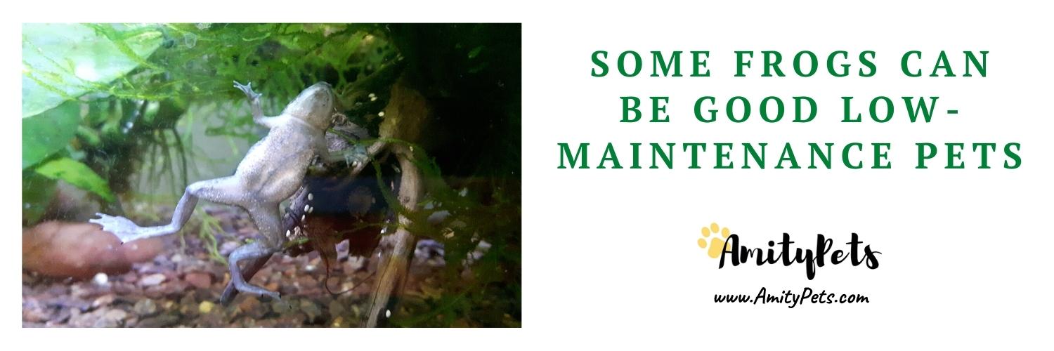 Easiest Pet to Take Care Of [17 best low maintenance pets] Amity Pets