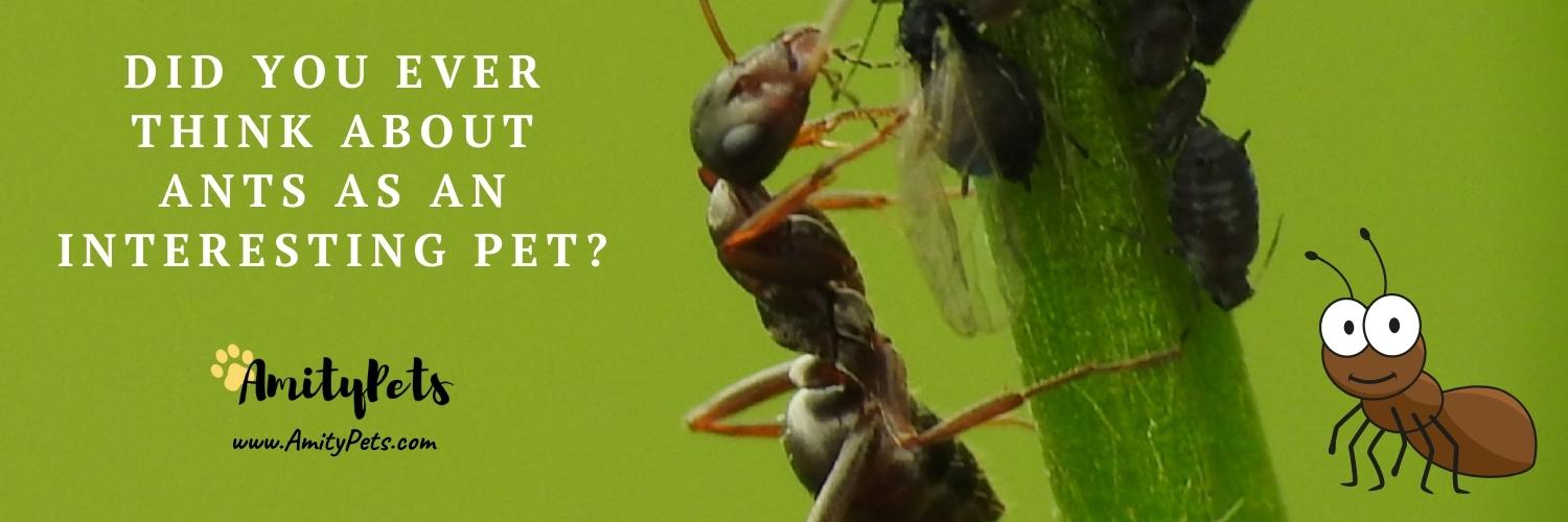 Easiest Pet to Take Care Of [17 best low maintenance pets] Amity Pets