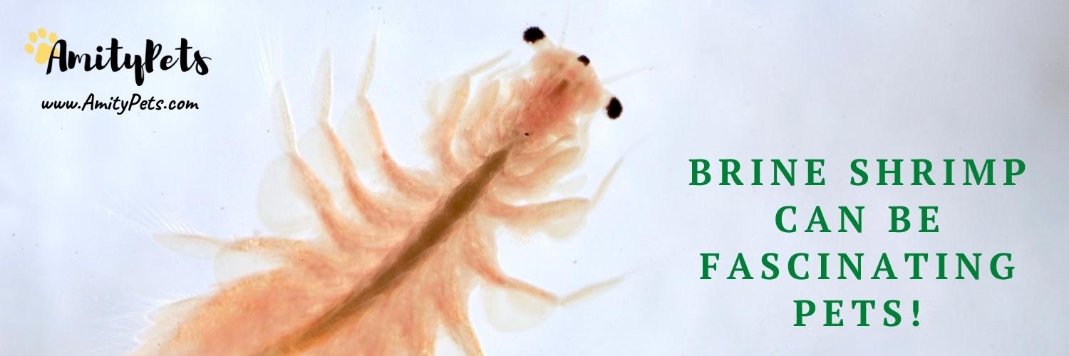 Easiest Pet to Take Care Of [17 best low maintenance pets] Amity Pets