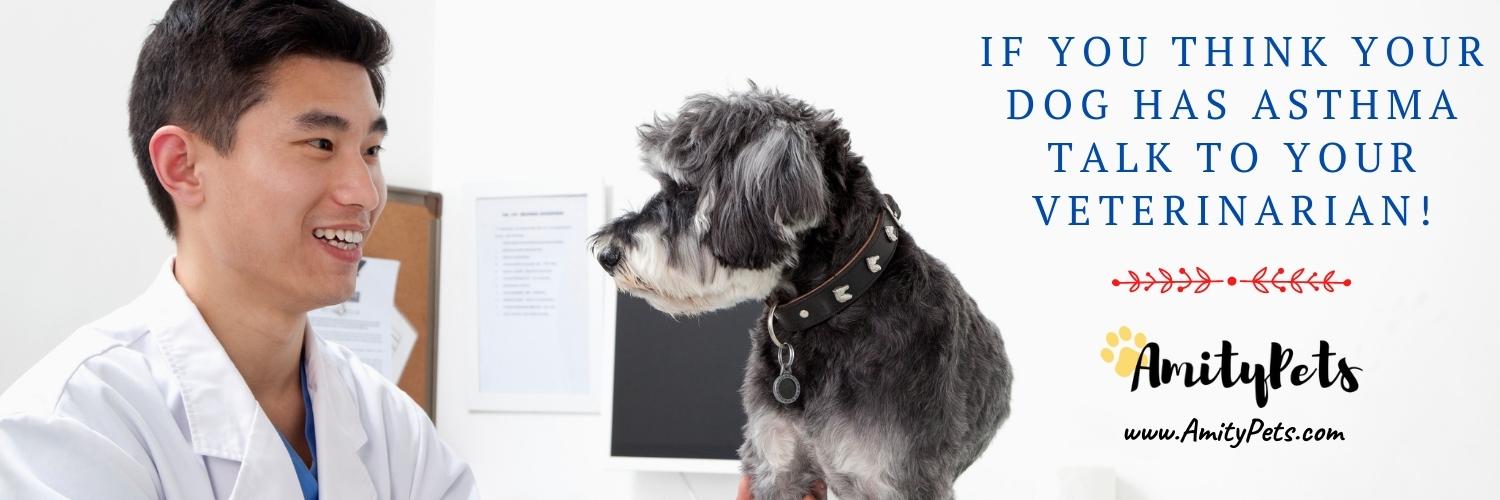 Why is My Dog Sneezing so Much? [what does dog sneezing mean?] Amity Pets