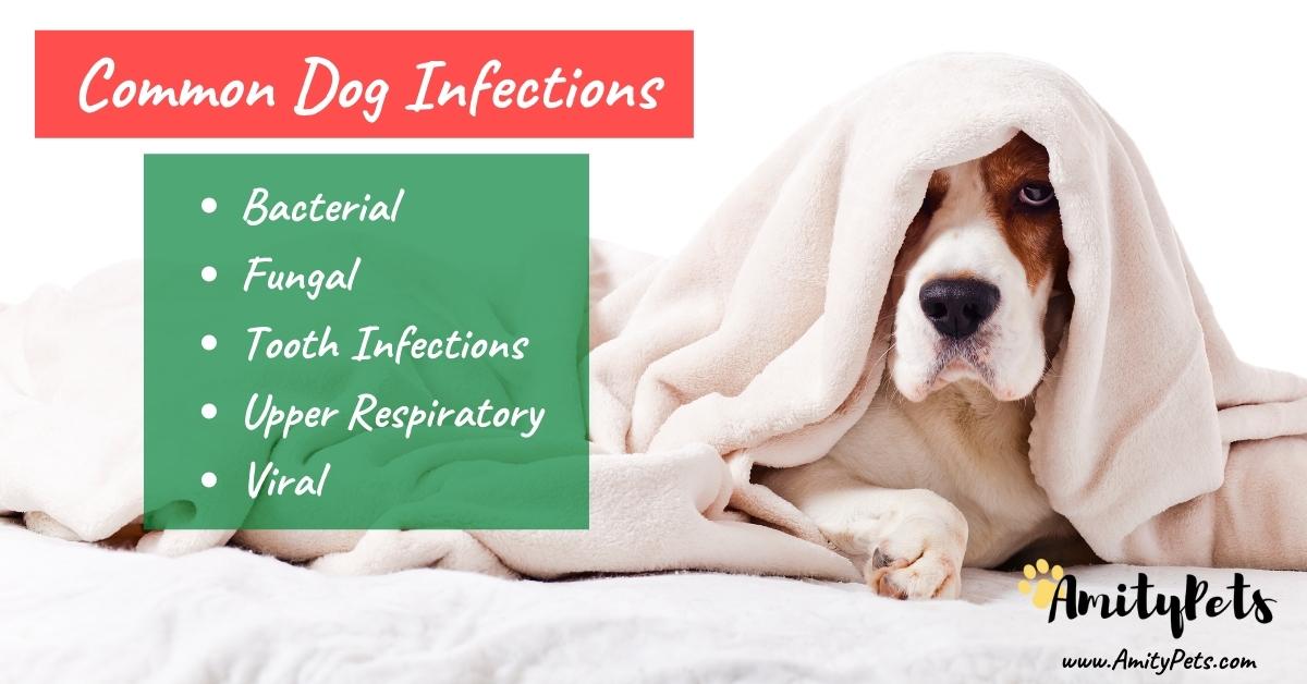 Why is My Dog Sneezing so Much? [what does dog sneezing mean?] Amity Pets