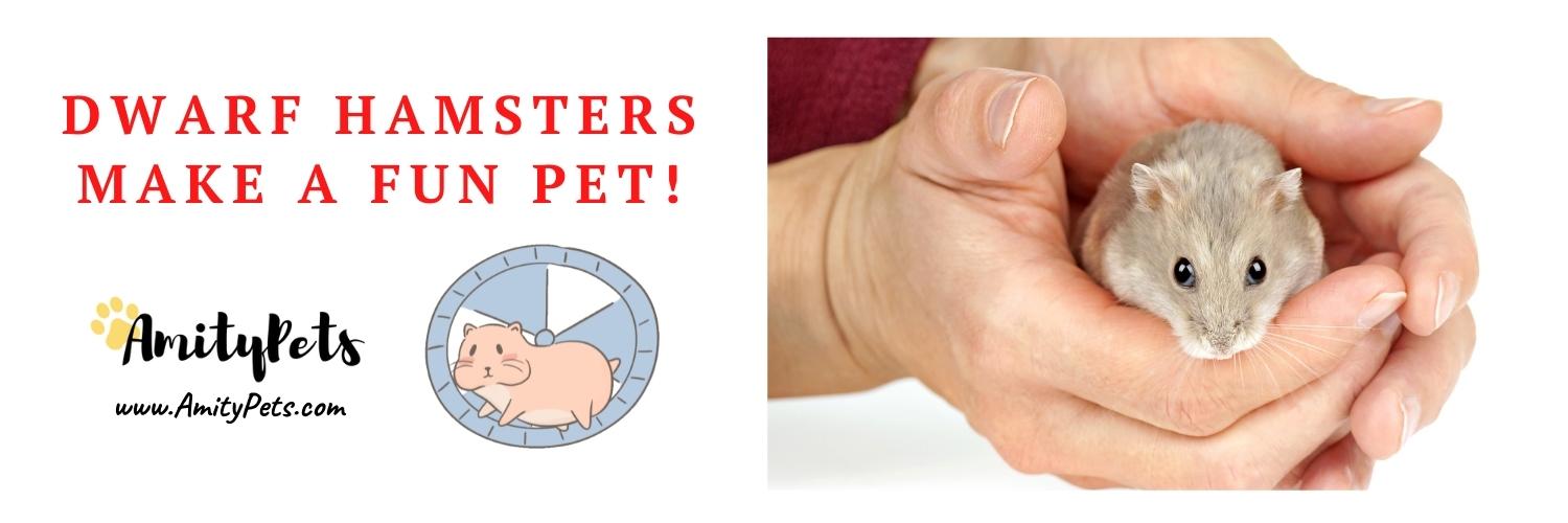 Easiest Pet to Take Care Of [17 best low maintenance pets] Amity Pets