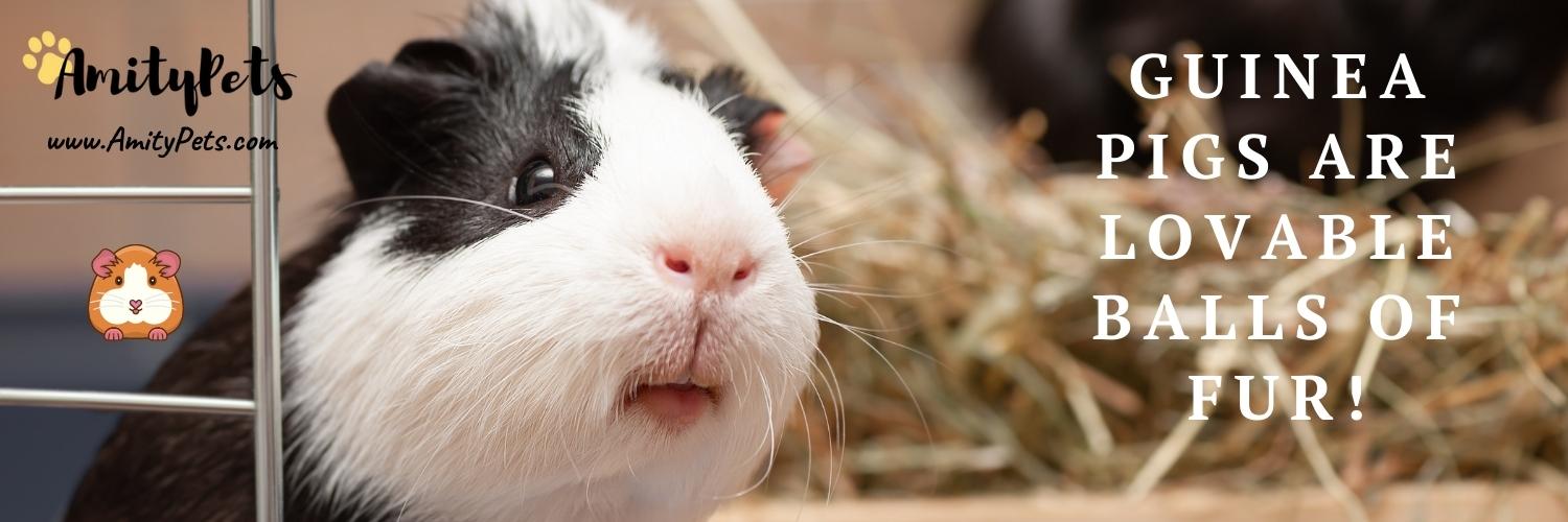 Easiest Pet to Take Care Of [17 best low maintenance pets] Amity Pets