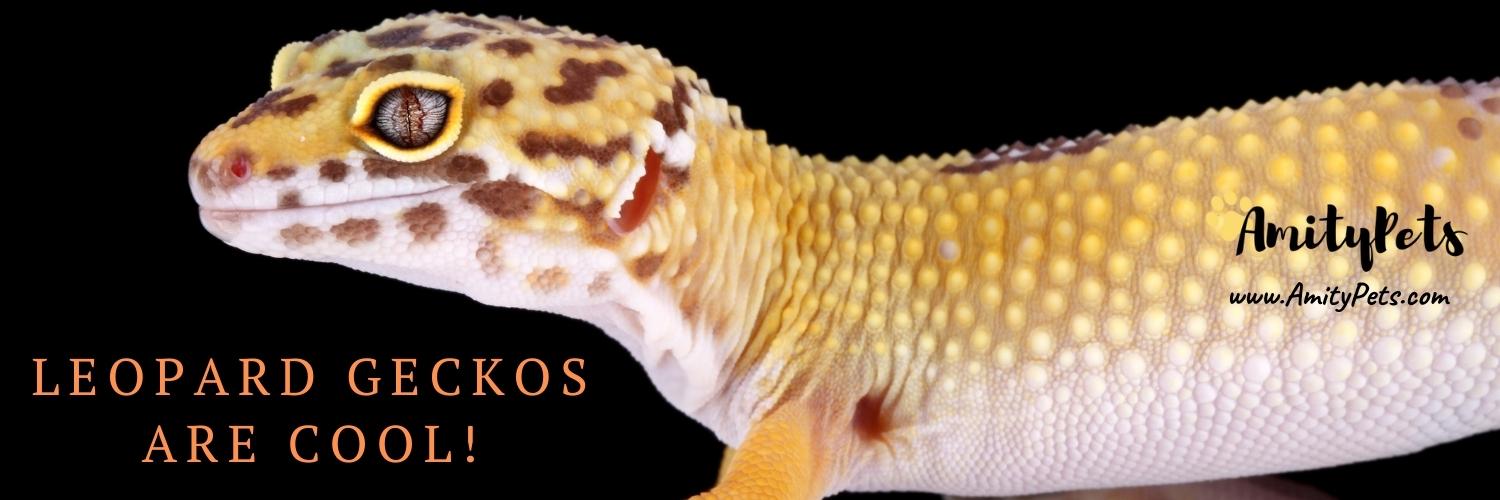 Easiest Pet to Take Care Of [17 best low maintenance pets] Amity Pets