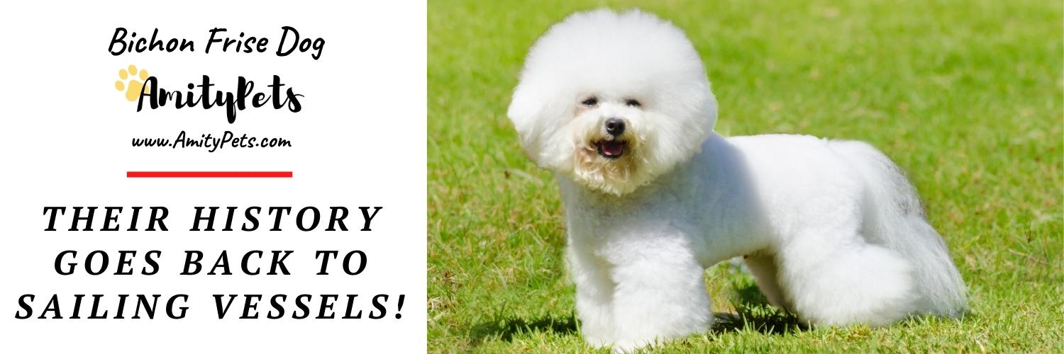 18 Curly Haired Dog Breeds Amity Pets