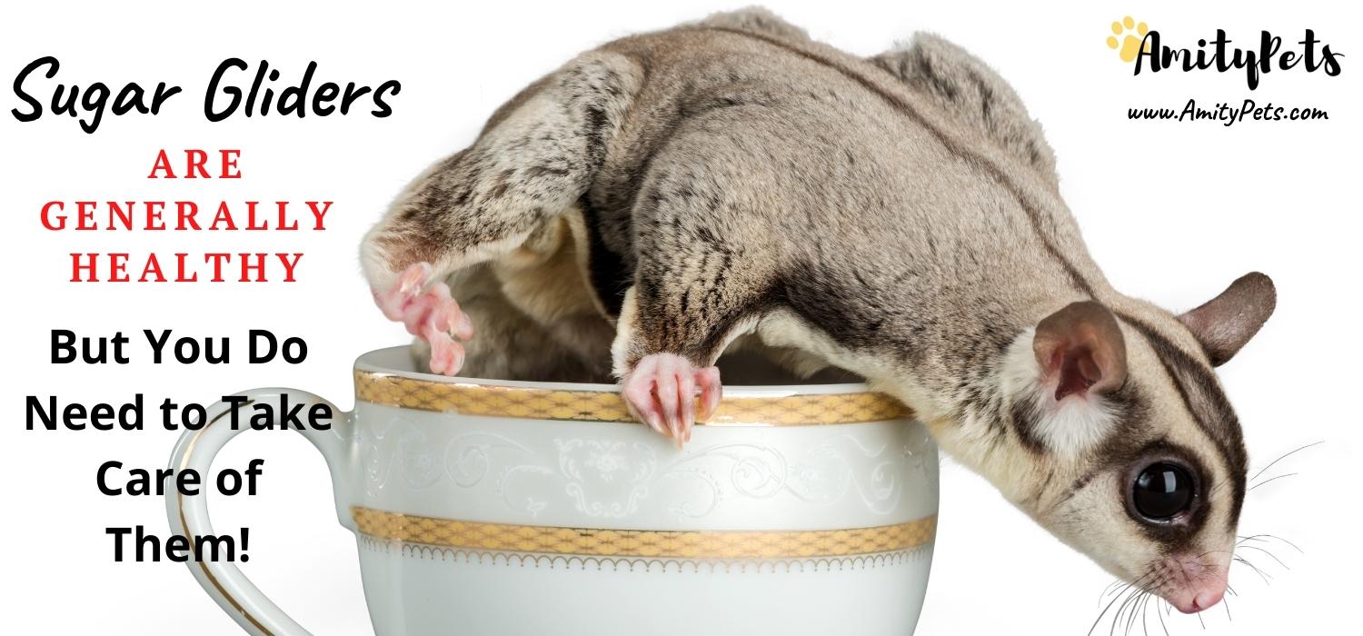 Are Sugar Gliders a Good Pet? [the complete guide to sugar gliders