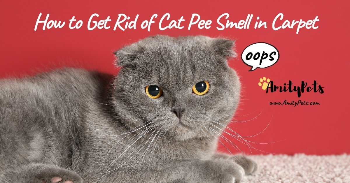 How to Get Rid of Cat Pee Smell in Carpet [quick and easy steps