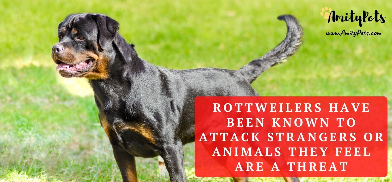 What is a Rottweiler? [history of the rottweiler dog] Amity Pets