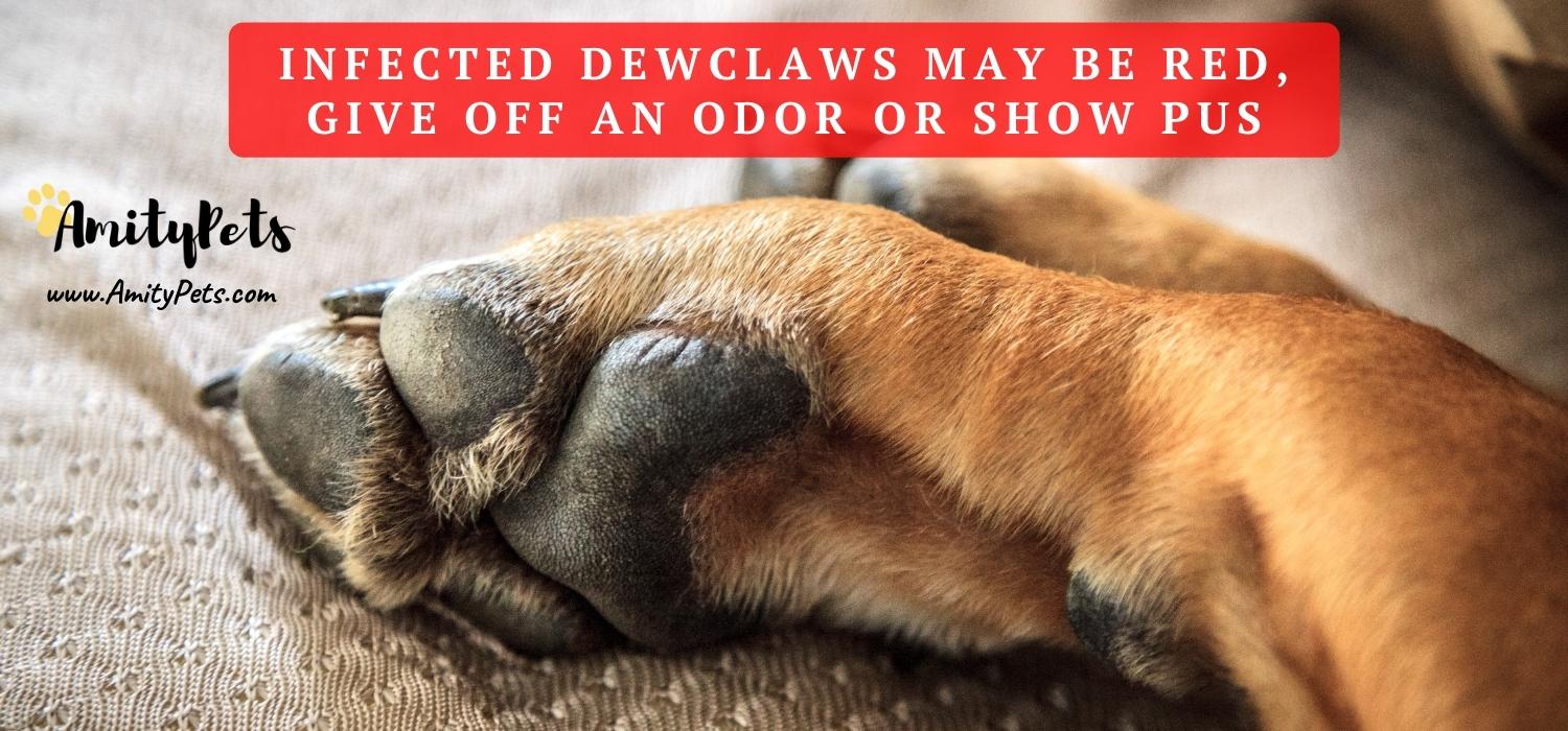 Dog Breeds With Dew Claws [what is a dewclaw?] Amity Pets