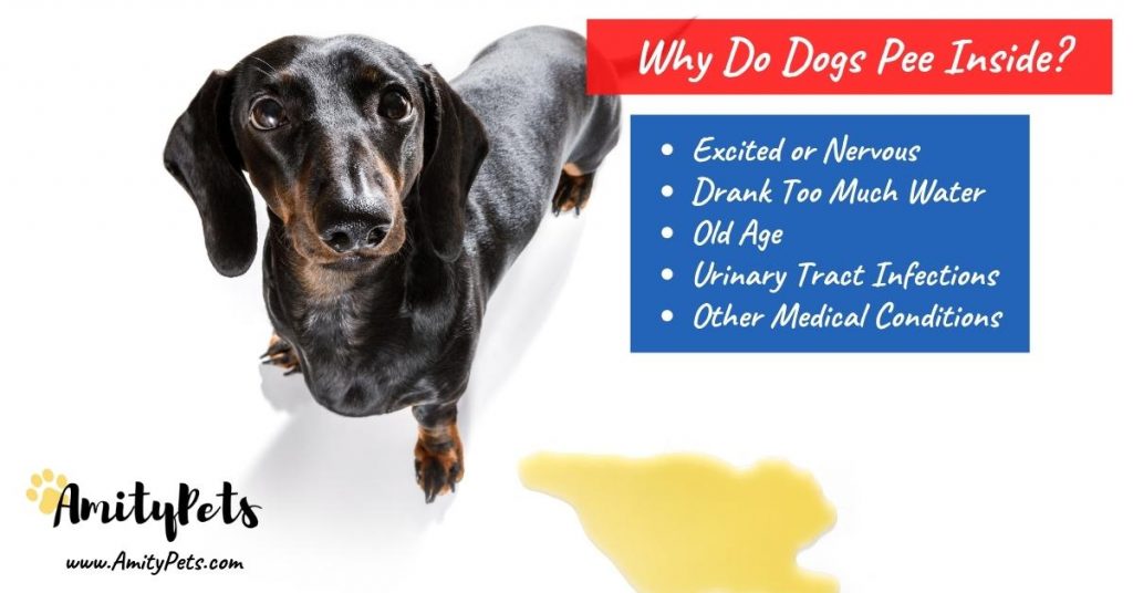 How to Get Rid of Dog Pee Smell [in carpets & hardwood floors] Amity Pets