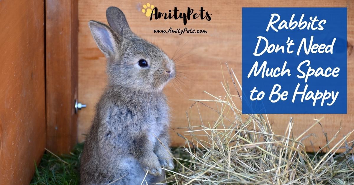 10 Reasons Why Rabbits Are Good Pets [5 reasons why they are not