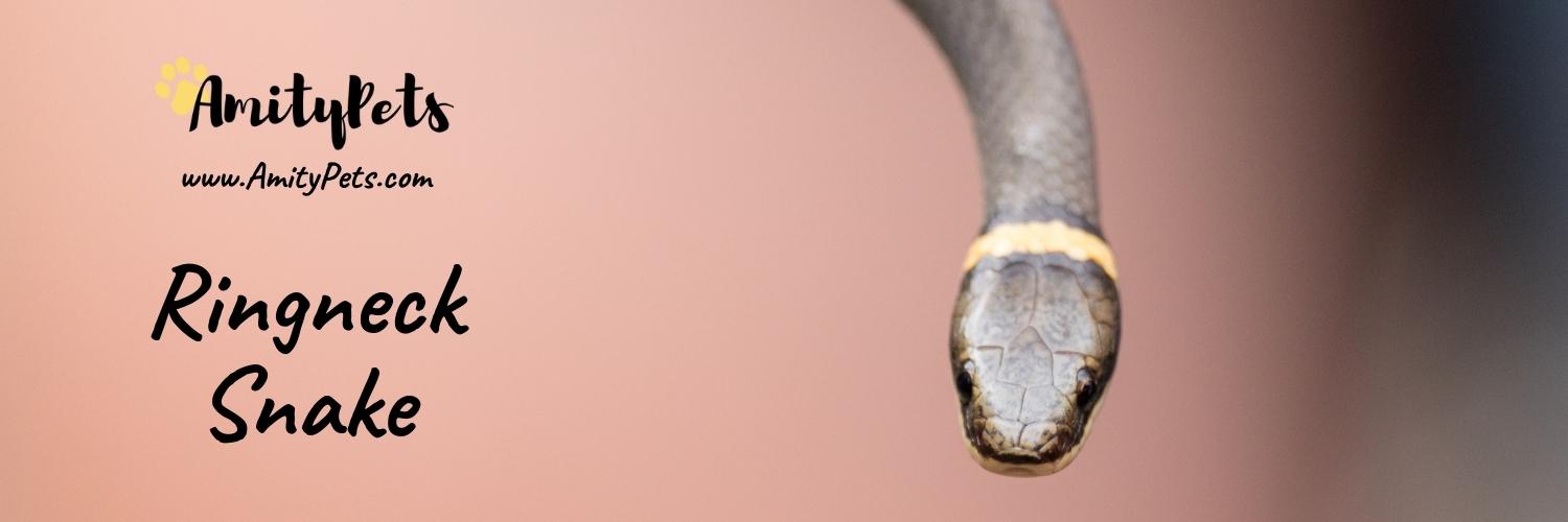 Do Snakes Make Good Pets? [what snake is good for beginners with