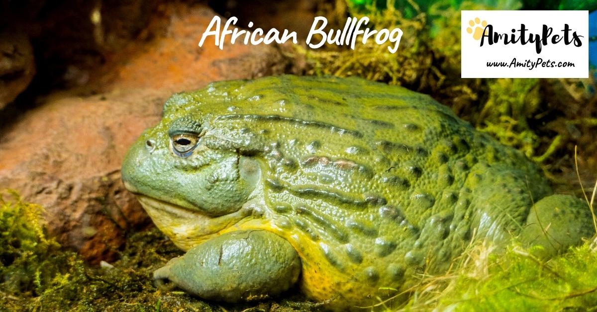 Are Frogs Good Pets? [best pet frogs for beginners] Amity Pets
