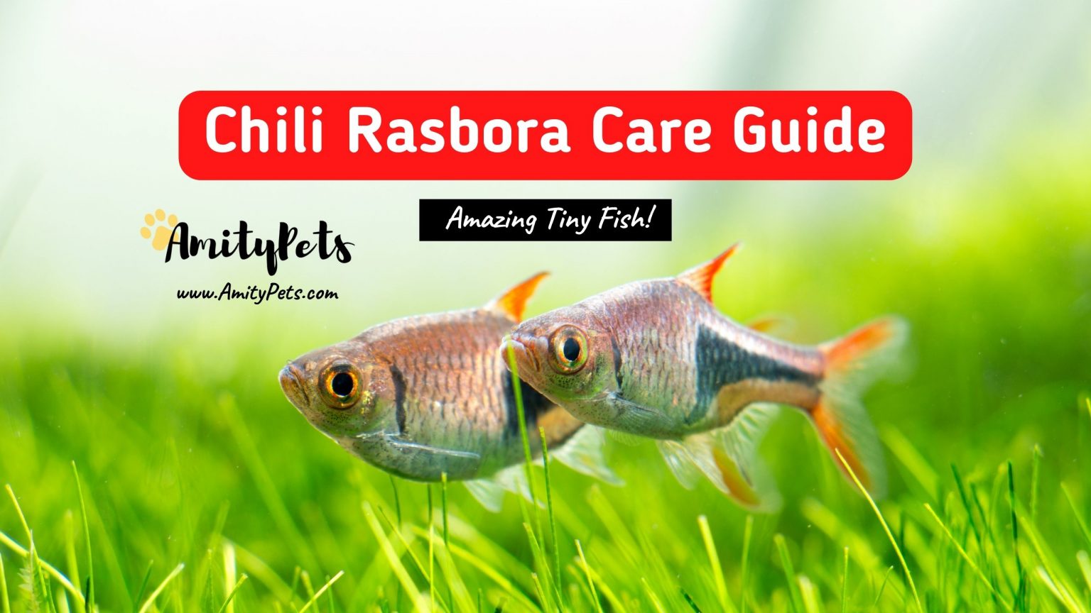 Chili Rasbora Care Guide [everything you need to know about this tiny
