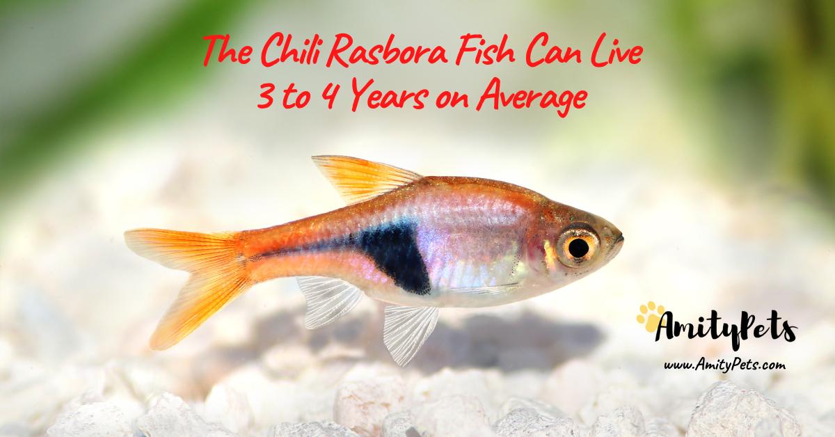 Chili Rasbora Care Guide [everything you need to know about this tiny