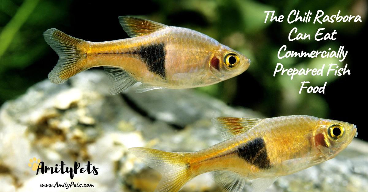 Chili Rasbora Care Guide [everything you need to know about this tiny