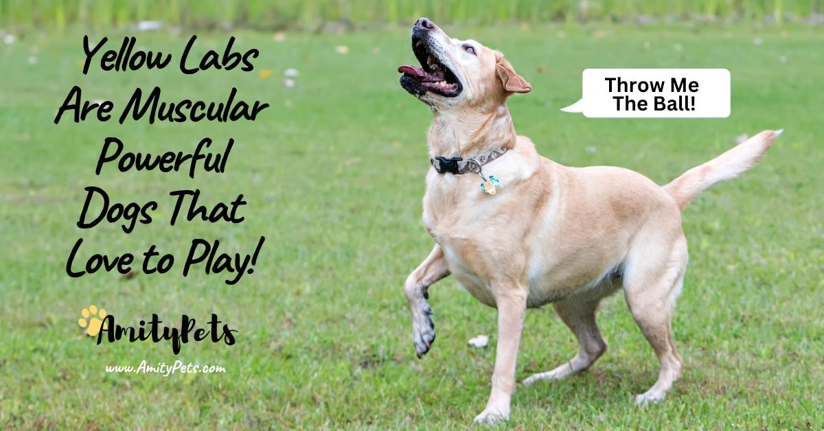 Golden Retriever vs Yellow Lab [which breed is best for you] Amity Pets