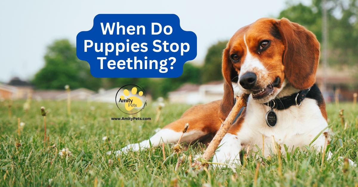 When Do Puppies Stop Teething [How Long Does It Last and What to