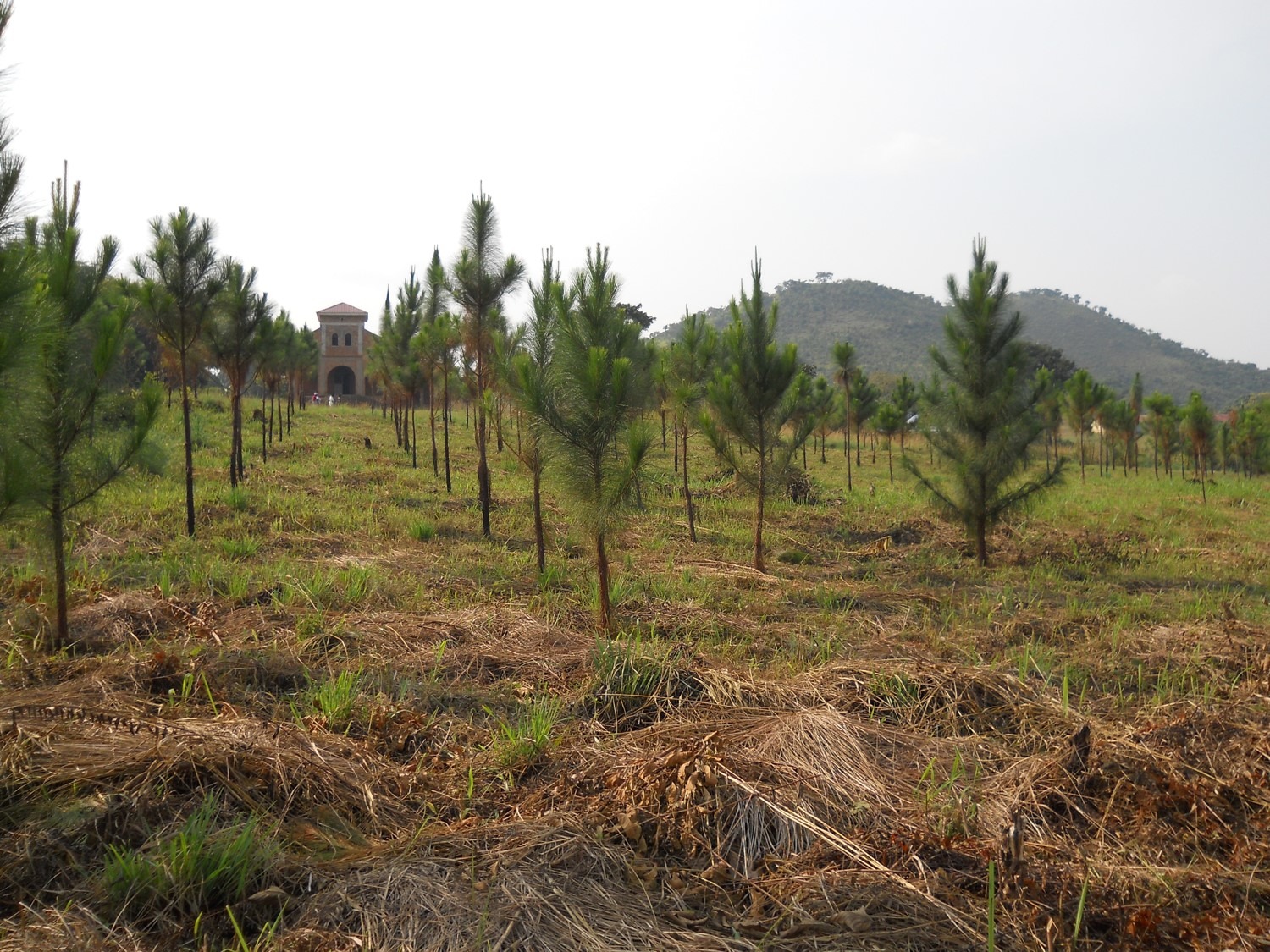 Invest in land and profit from it through tree planting Amity