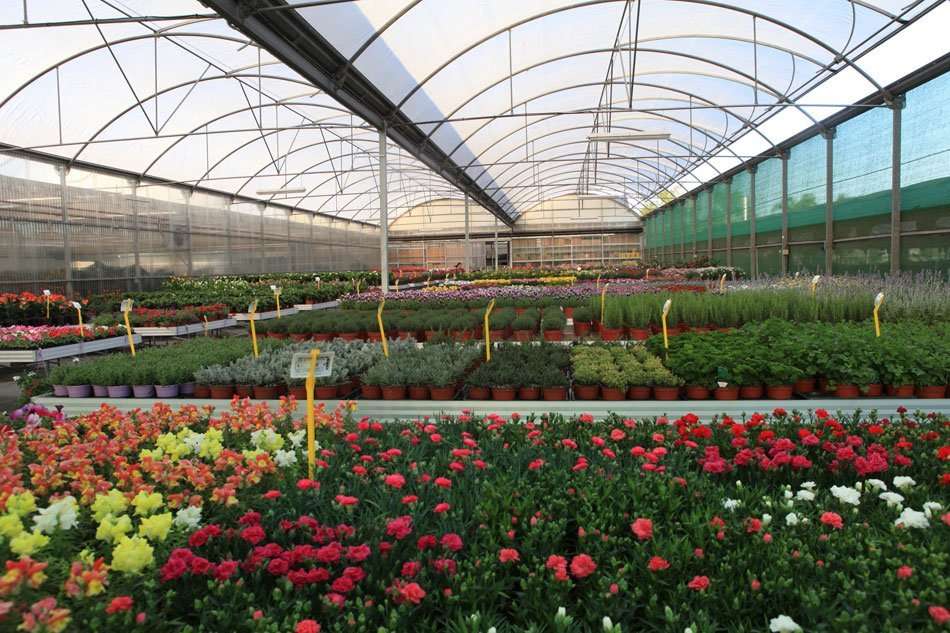 VIVEROS GUZMÁN UNA EMPRESA HISTÓRICA Y COMPROMETIDA CON EL MEDIO AMBIENTE