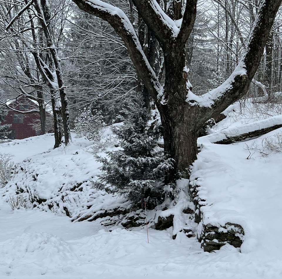 Stop the clocks, it’s amazing…. Anne Lombardi