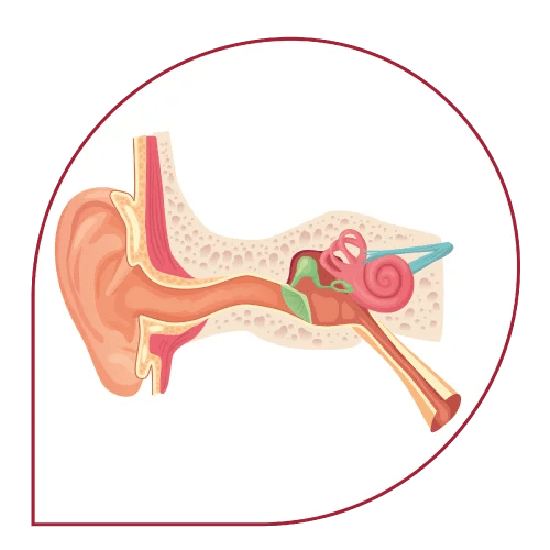 Ear Care Amman Pharmaceutical Industries API