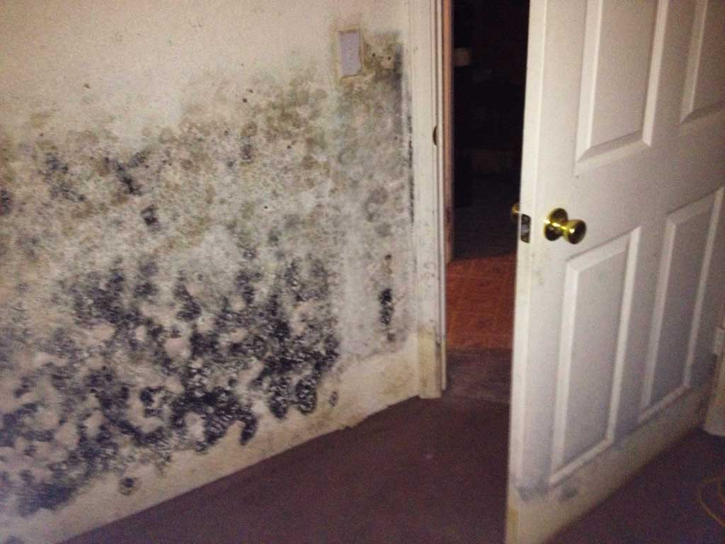 What Causes ME/CFS? American ME and CFS Society