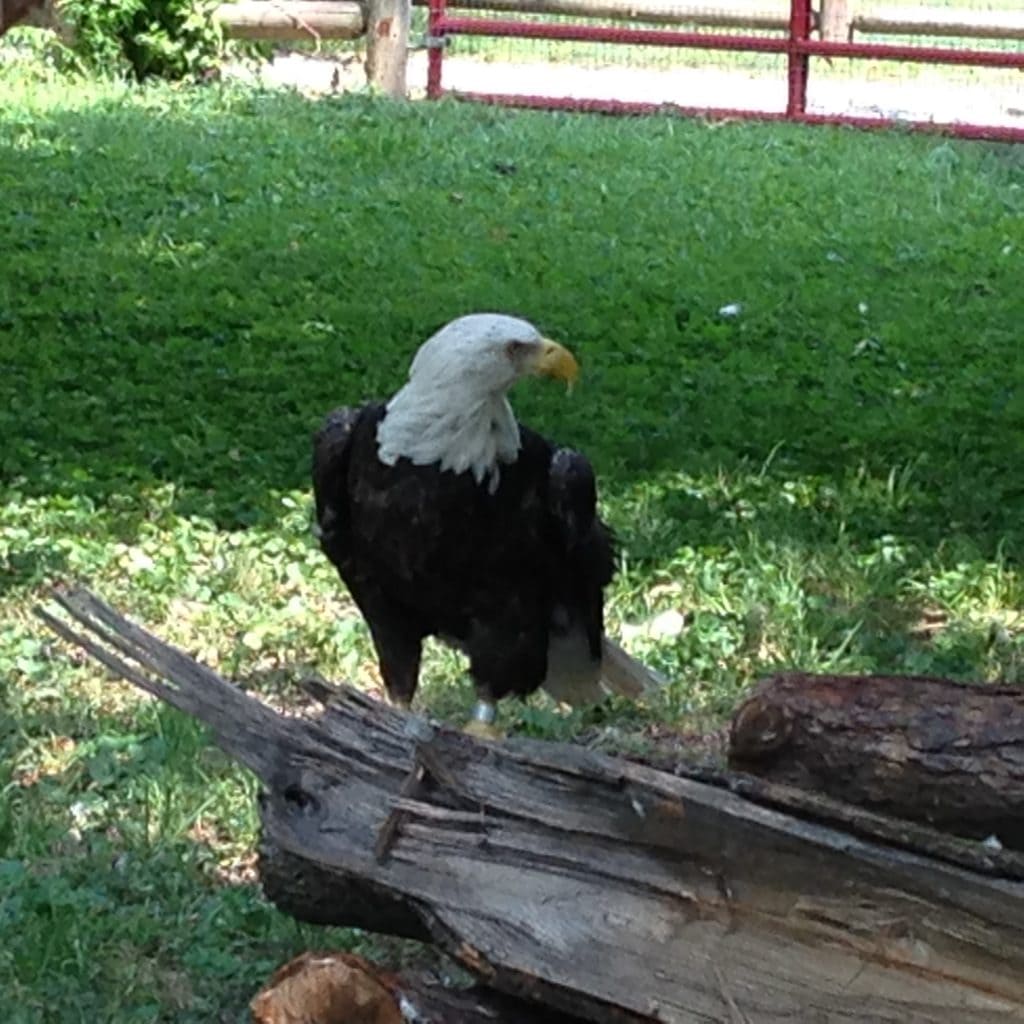 A Day at Grant's Farm GrantsFarm60 A Mom's Impression Recipes