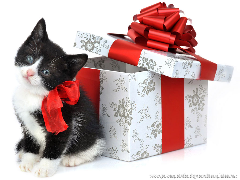 Best Gifts For Cats Things To Have Them Amor 4 Pets Discover