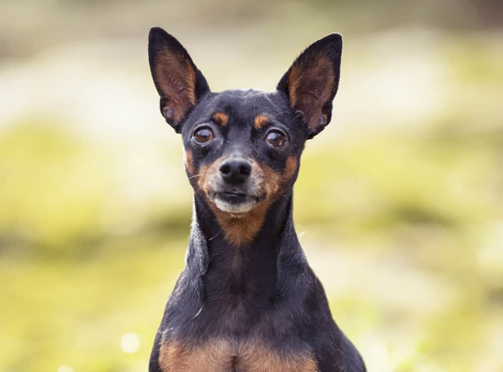 As 4 Melhores Rações para Pinscher em 2024 Amor aos Pets