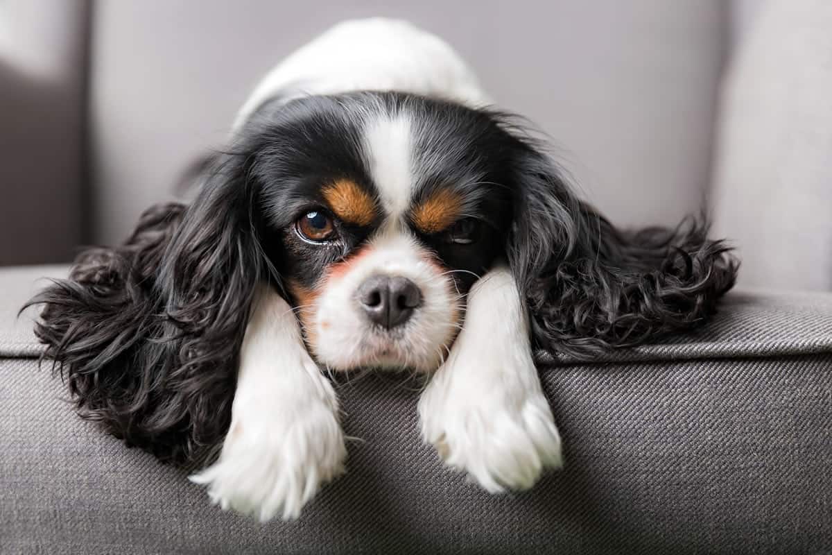 4 Melhores Rações para Cavalier King Charles em 2022 Amor aos Pets