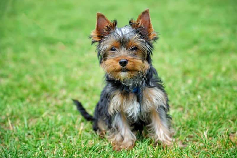 15 Raças de Cachorros Pequenos e Fofos Ideais para Apartamentos