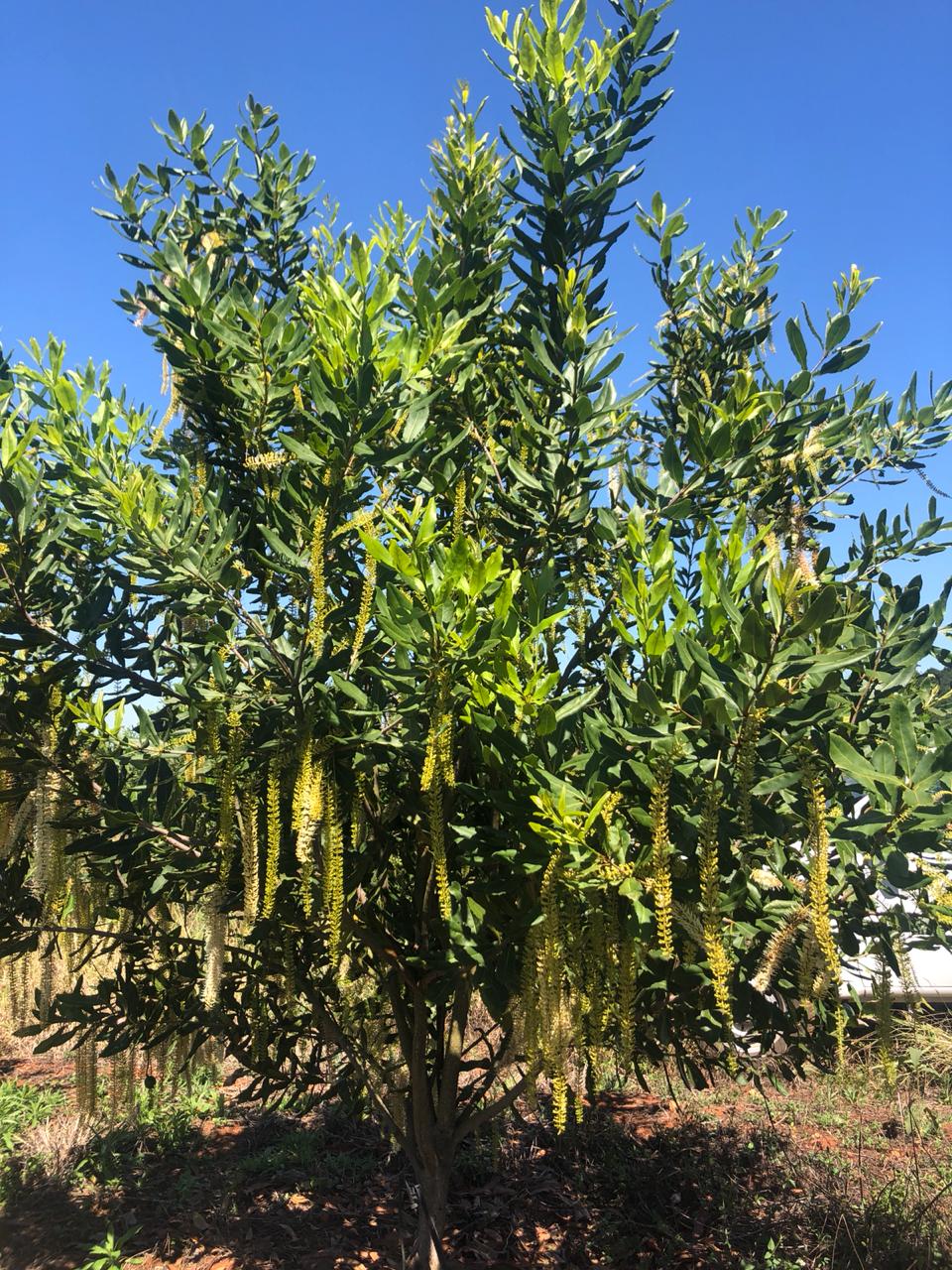 Plant more Macadamias Trees